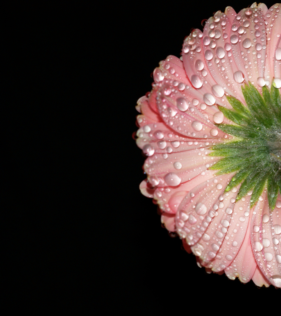 Gerbera von hinten