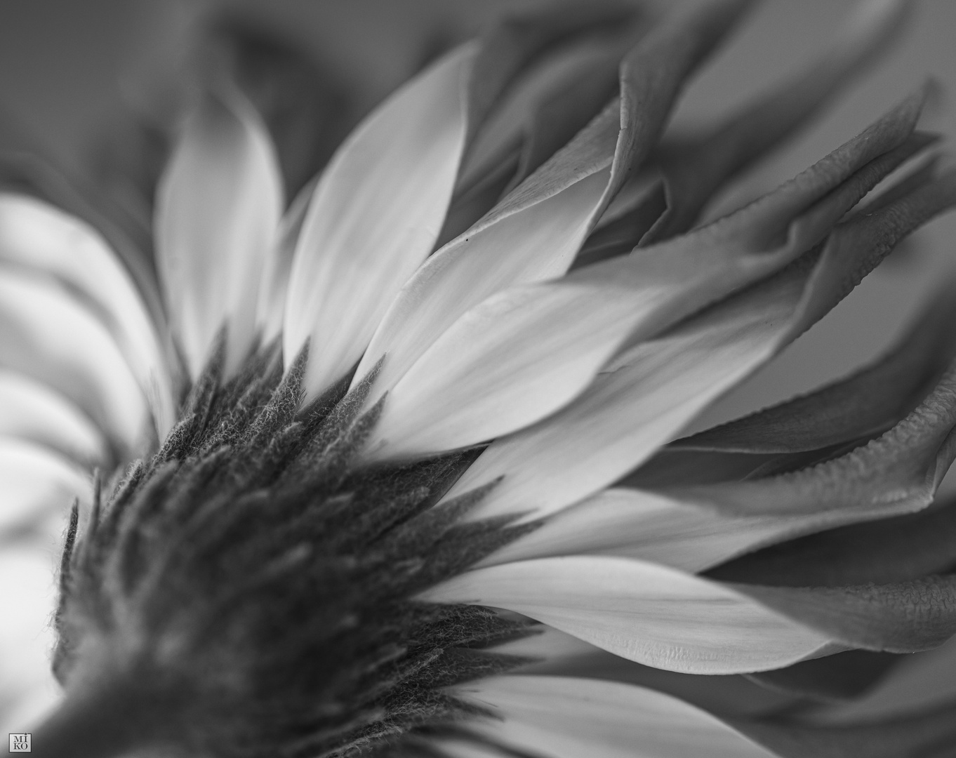 Gerbera von unten