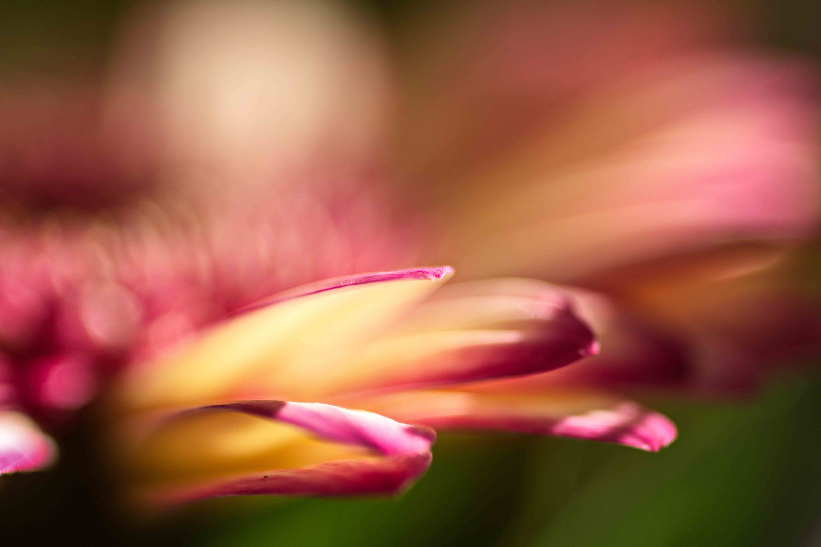 Gerbera, was sonst:)