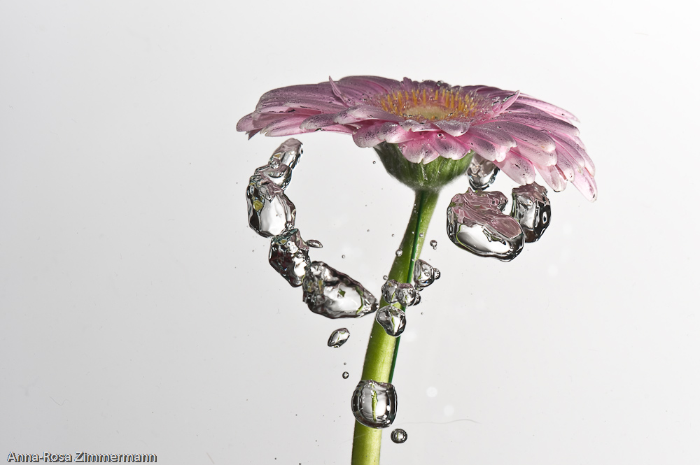 Gerbera & Wasser