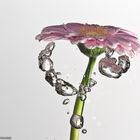 Gerbera & Wasser