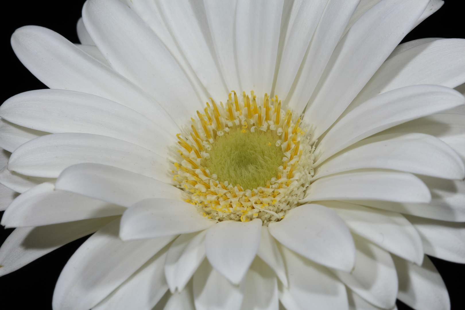 Gerbera-weiss wie Schnee