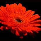 Gerbera With Drops