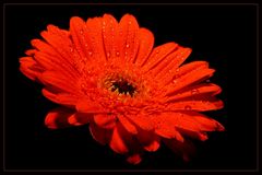 Gerbera With Drops