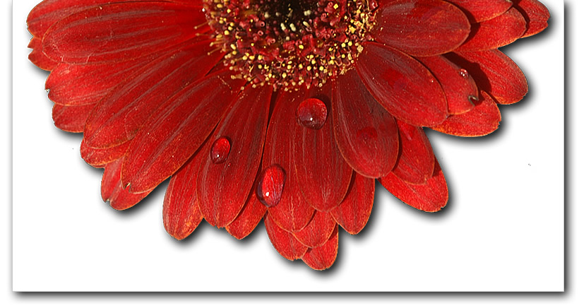 Gerbera with water drops