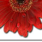 Gerbera with water drops