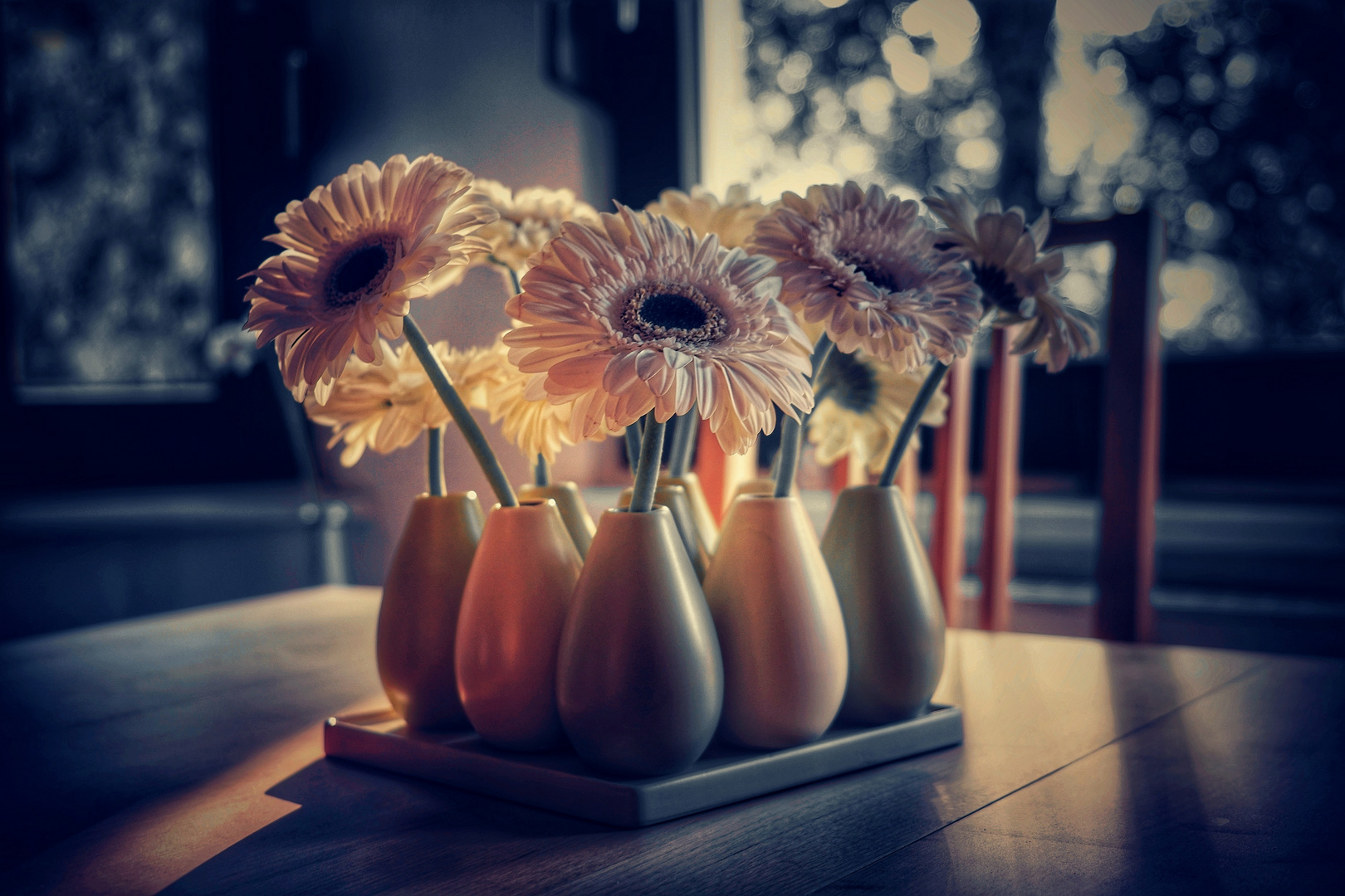 Gerbera.. Wohnzimmer 