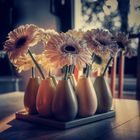 Gerbera.. Wohnzimmer 