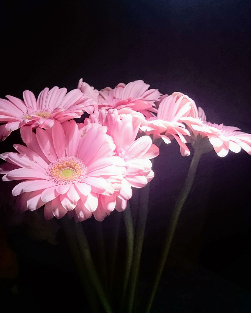 Gerbera XX