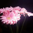 Gerbera XX