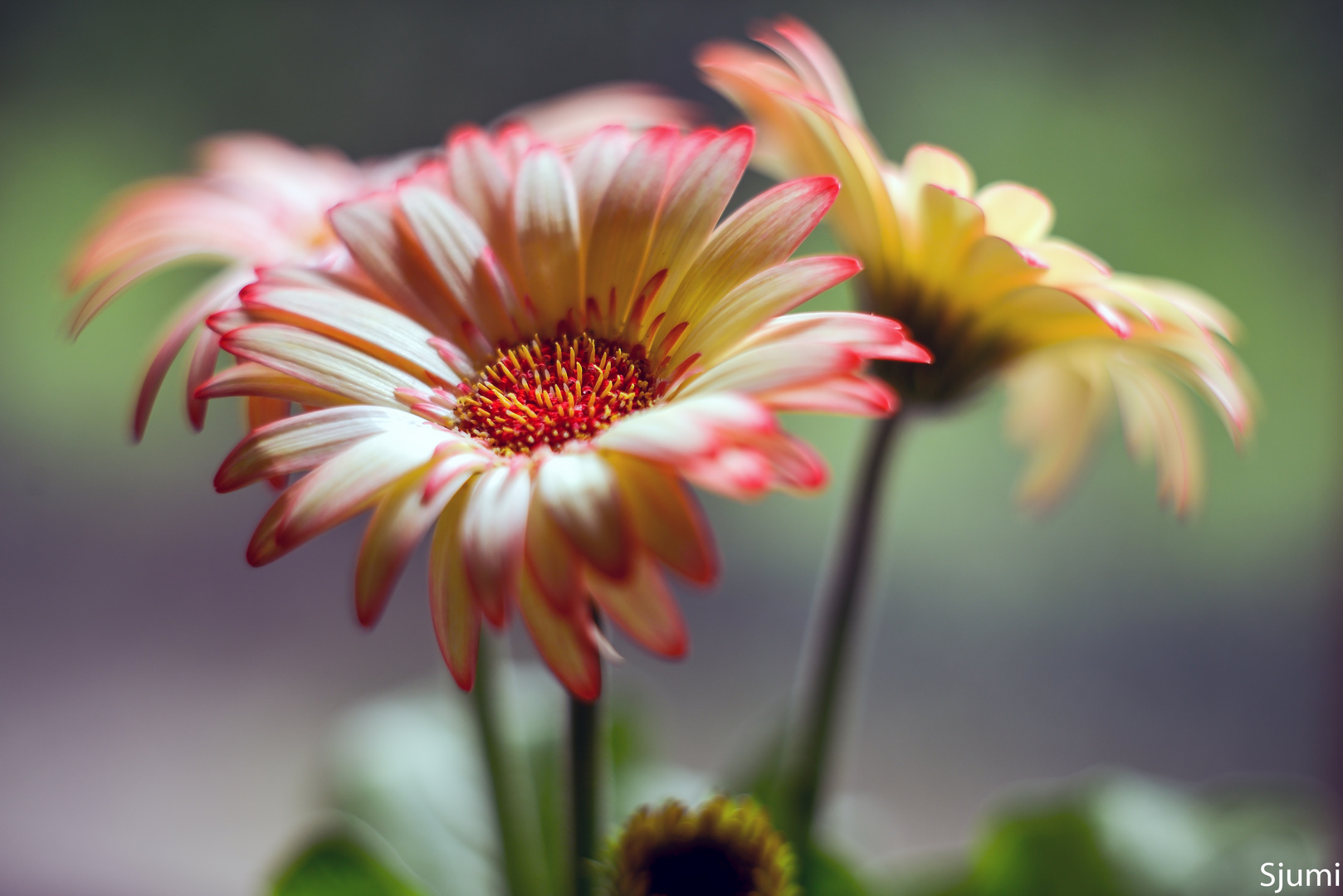 Gerbera Zauber