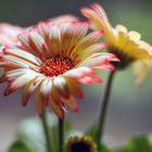 Gerbera Zauber