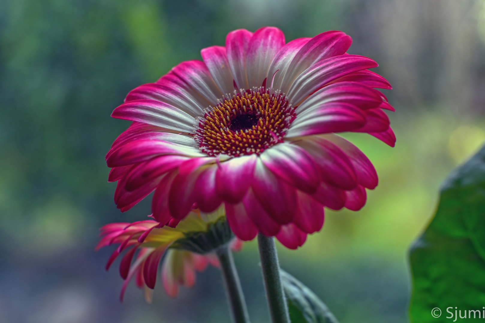 Gerbera Zauber