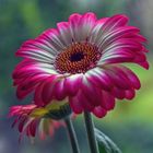 Gerbera Zauber