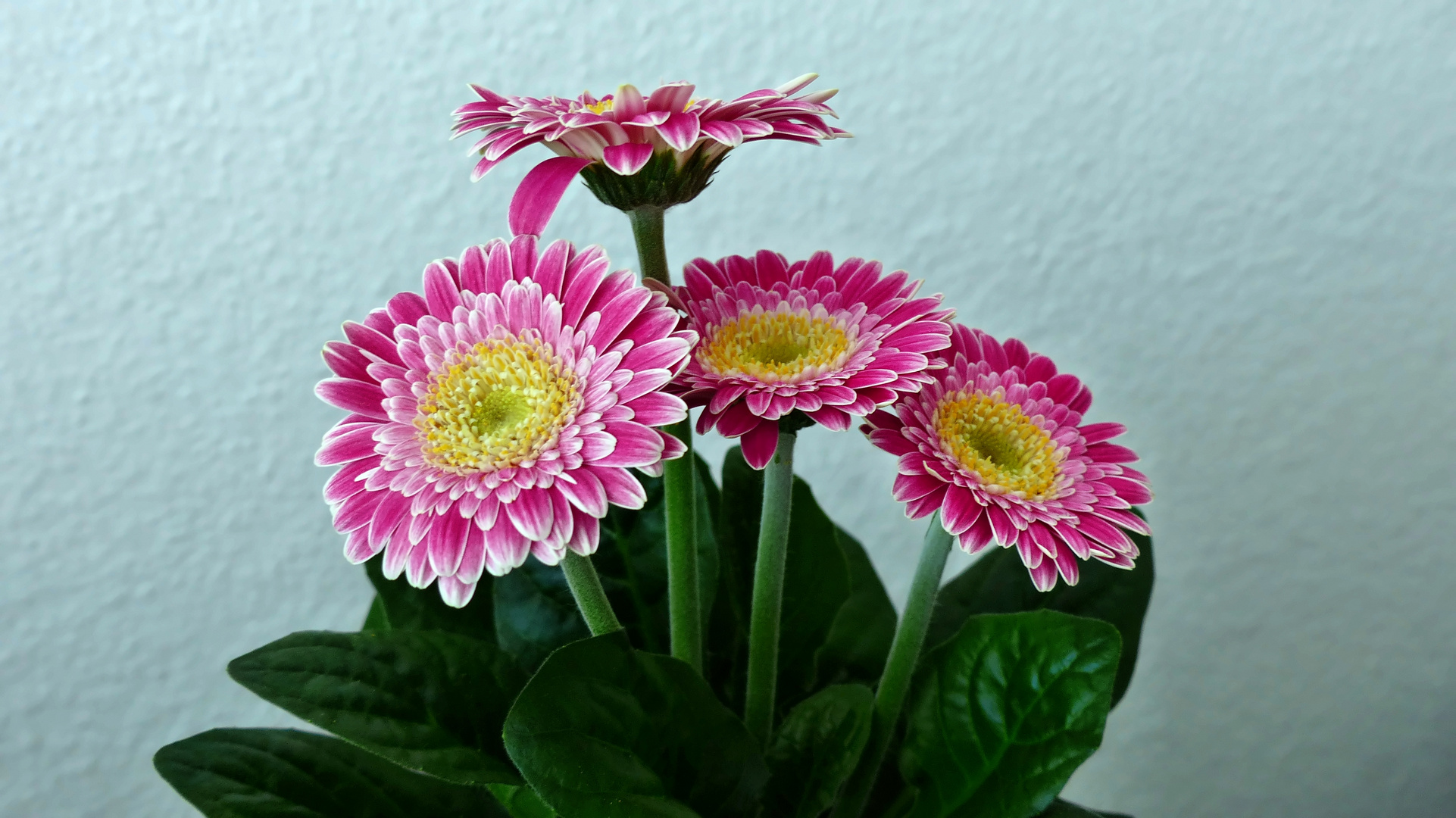 Gerbera zum Mittwoch...