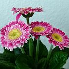 Gerbera zum Mittwoch...