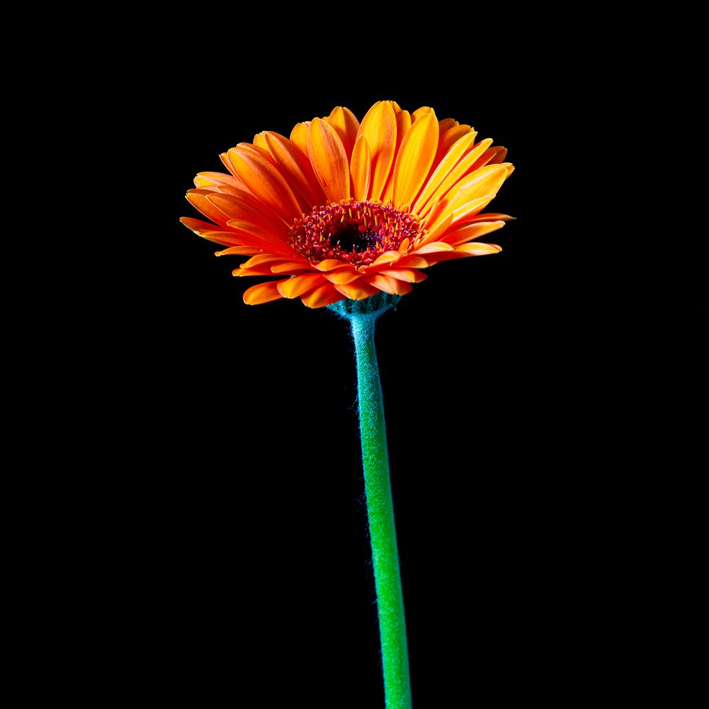 gerbera_002_1_1