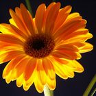 Gerbera_01