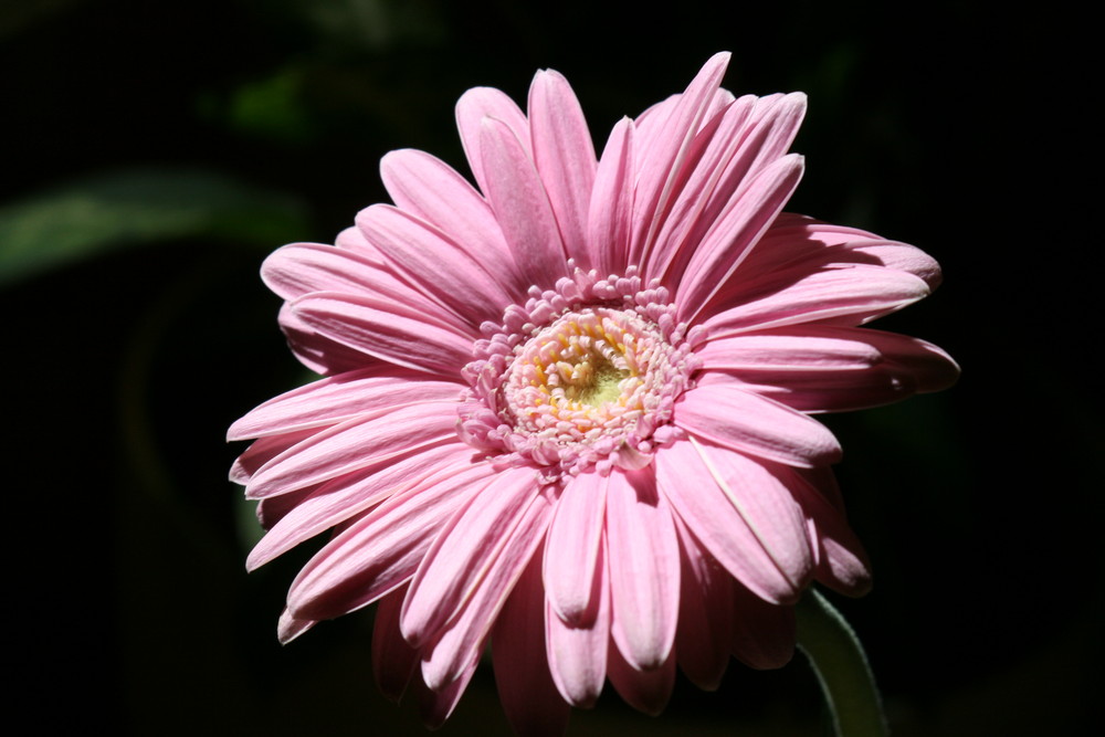 Gerbera1