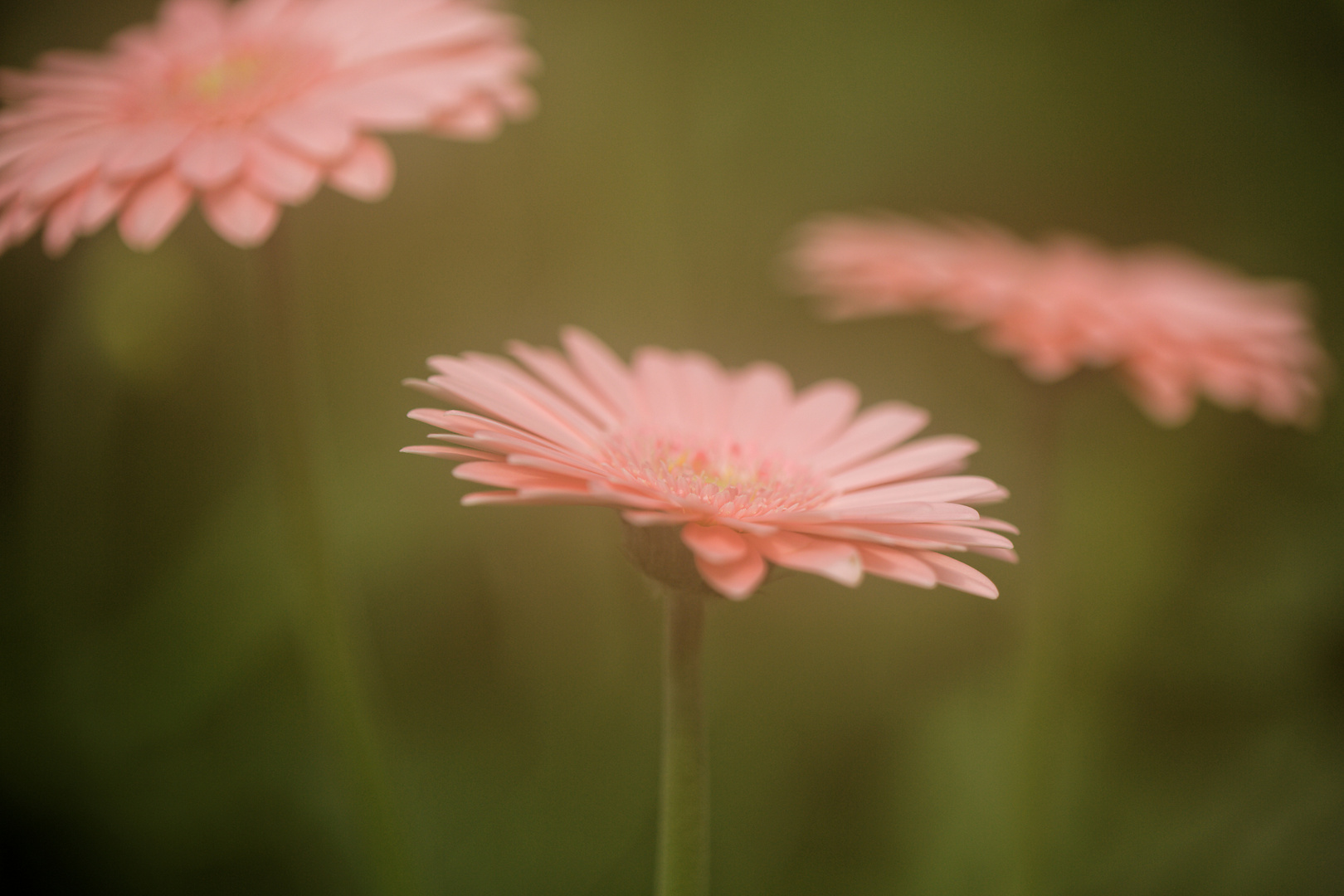 Gerbera_1