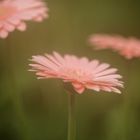 Gerbera_1