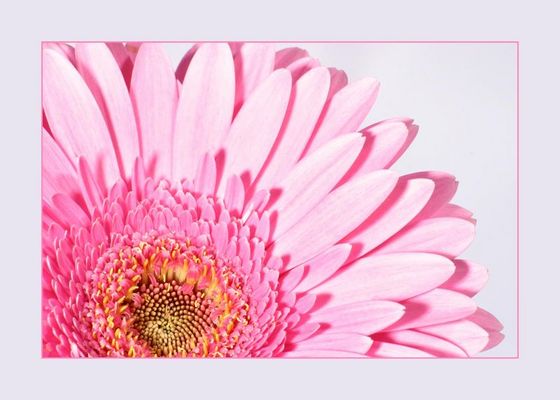 Gerbera#1