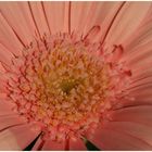 Gerbera1