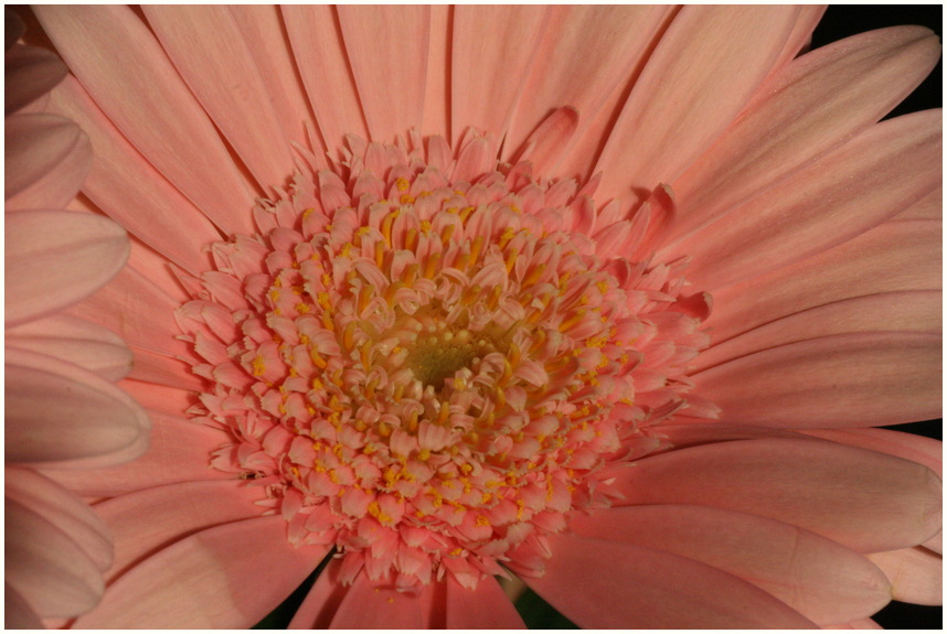 Gerbera1