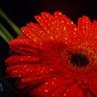 Gerbera1