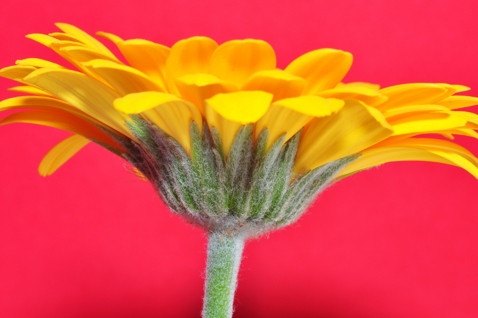 Gerbera1