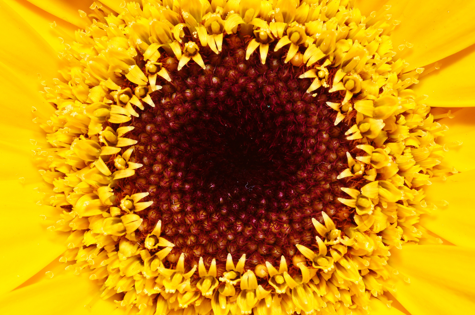 Gerbera2