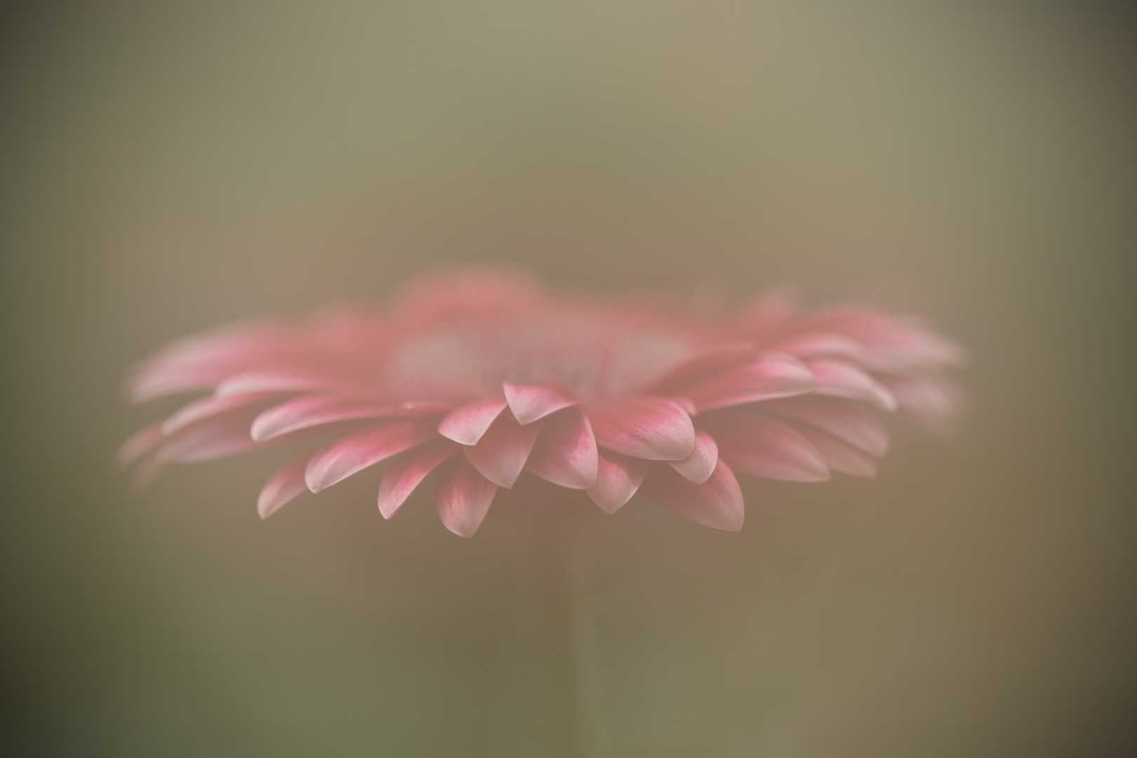 Gerbera_2