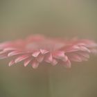 Gerbera_2