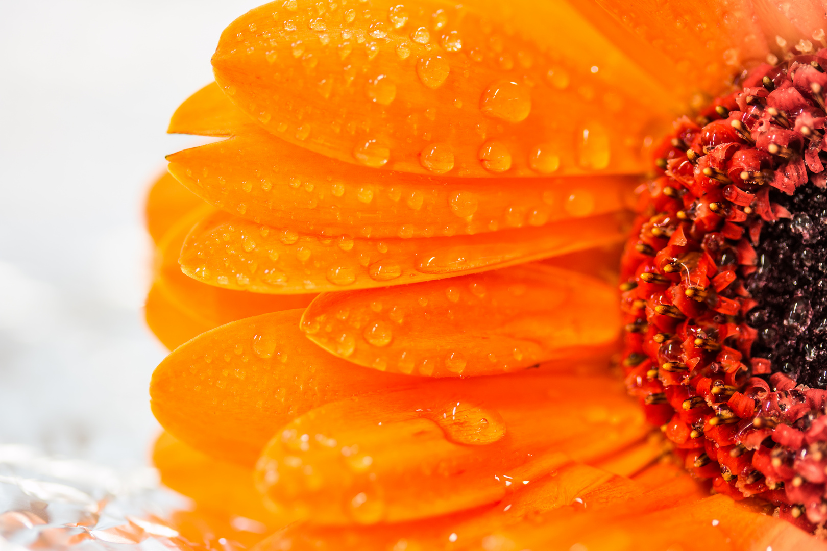 Gerbera_2