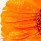 Gerbera_2