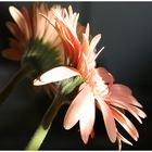 Gerbera2