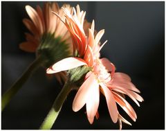 Gerbera2