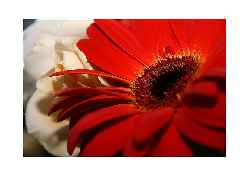 Gerbera2