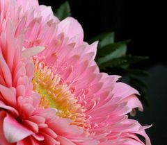 Gerbera4