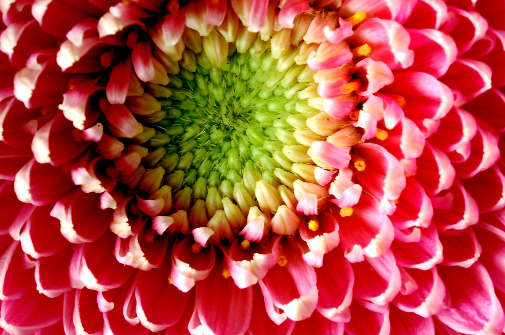 Gerbera.6_20.04.21