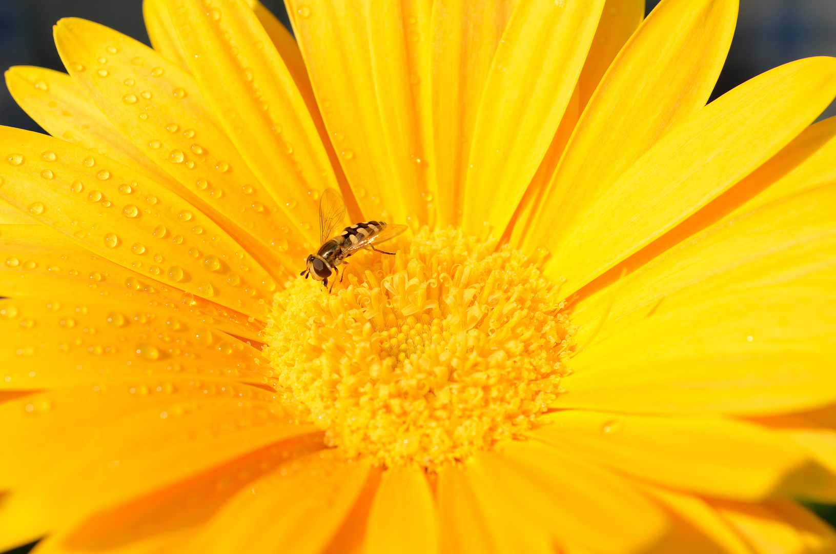 Gerberablüte mit Biene