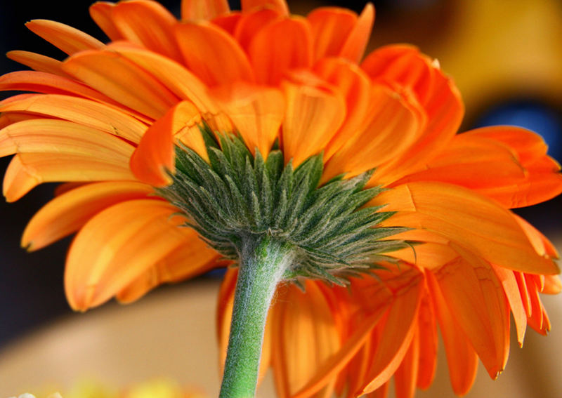 gerbera(color)