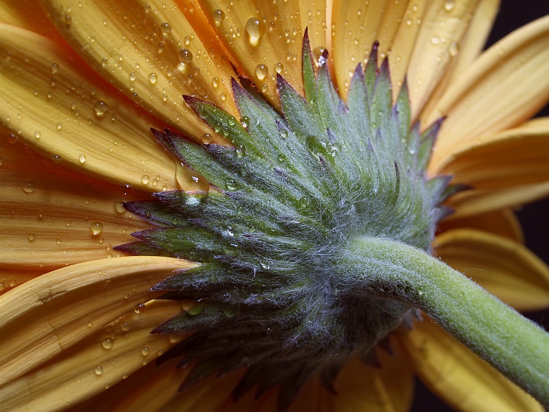 gerbera:il lato B