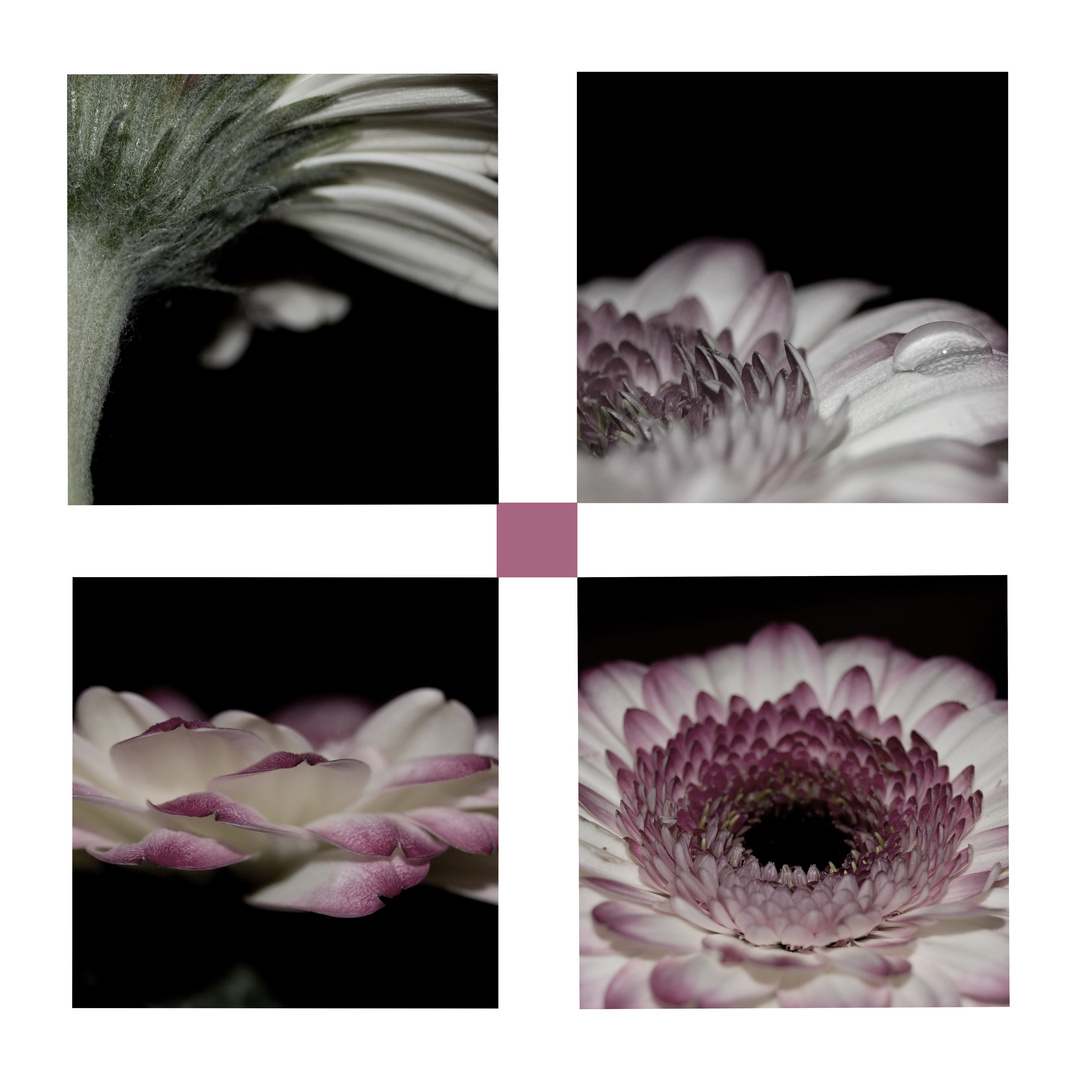 Gerbera**quadrat