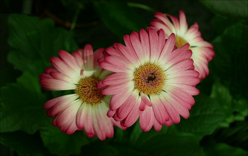 Gerberas