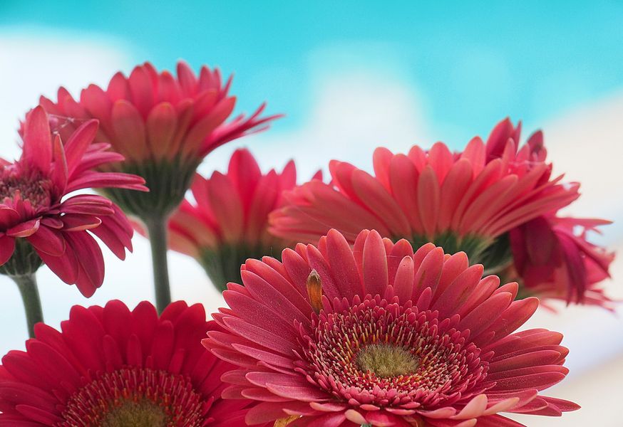 Gerberas