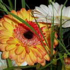 Gerberas