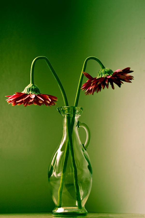 - Gerberas -