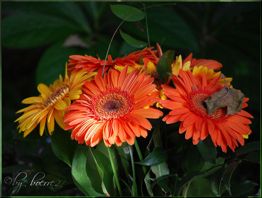 Gerberas - Auf einem Friedhof aufgenommen