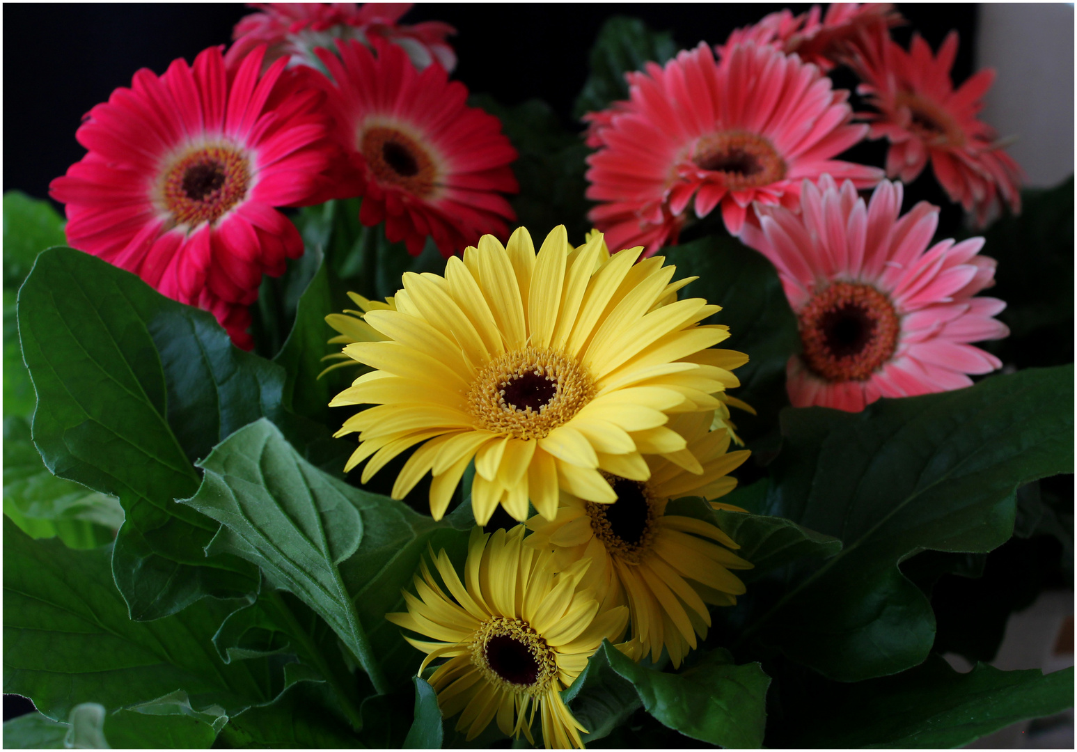 Gerberas